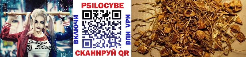Псилоцибиновые грибы Psilocybe купить наркоту Белозерск